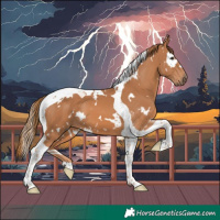 Horse Color:White Spotted Chestnut Tobiano