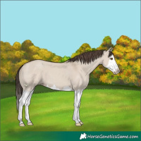 Horse Color:Classic Champagne Dun Splash 