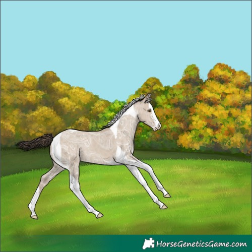 Horse Color:Classic Champagne Ice Dun Splash Tobiano 