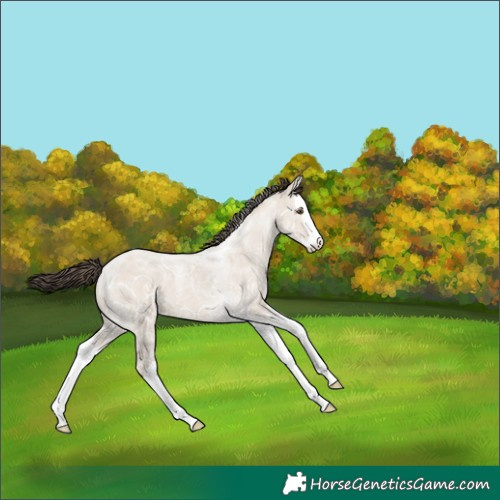 Horse Color:Classic Champagne Ice Dun Splash Tobiano 