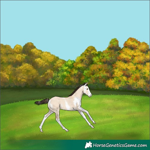 Horse Color:Amber Champagne Dun Sabino Splash 