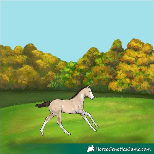 Horse Color:Amber Champagne Dun Sabino Splash 