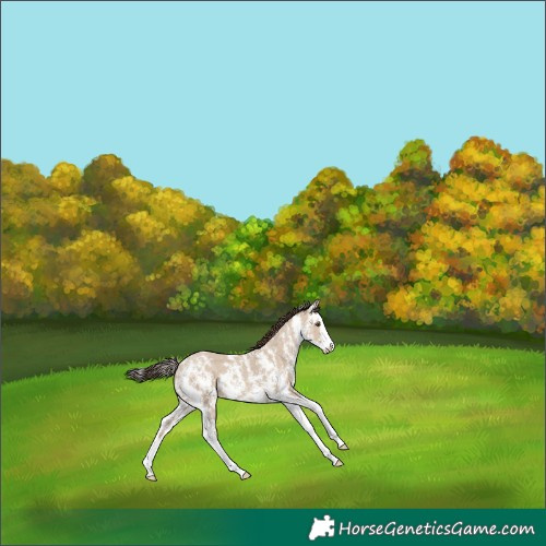 Horse Color:Classic Champagne Dun Sabino Splash