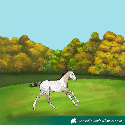 Horse Color:Classic Champagne Dun Sabino Splash Appaloosa 