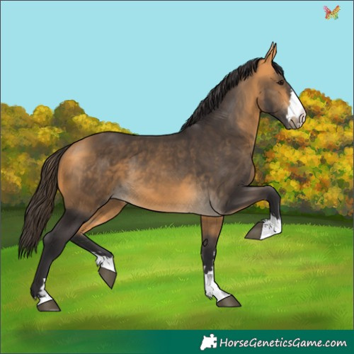 Horse Color:Buckskin