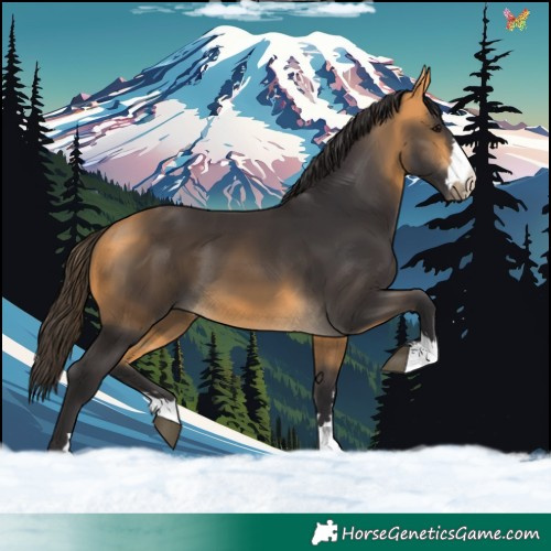 Horse Color:Buckskin 