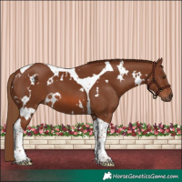 Horse Color:White Spotted Chestnut Tobiano 