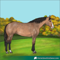 Horse Color:Bay Dun Splash 