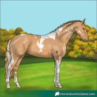 Horse Color:White Spotted Chestnut Tobiano 