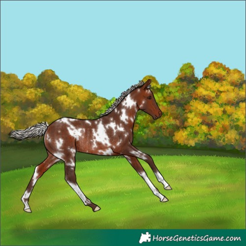 Horse Color:White Spotted Silver Bay Rabicano 