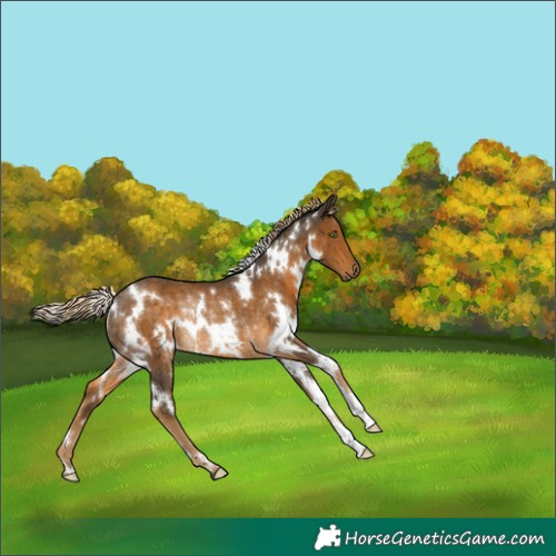 Horse Color:White Spotted Chocolate Palomino Rabicano
