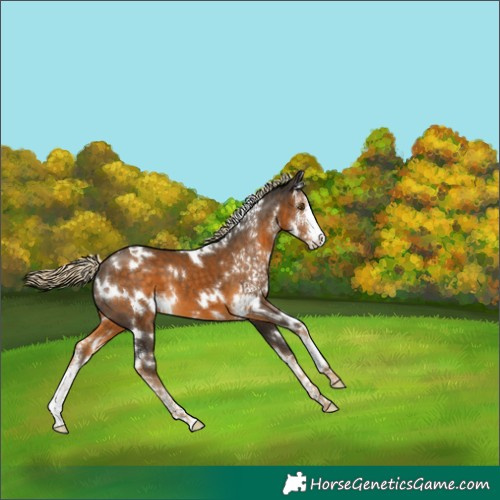 Horse Color:White Spotted Chocolate Palomino Sabino 