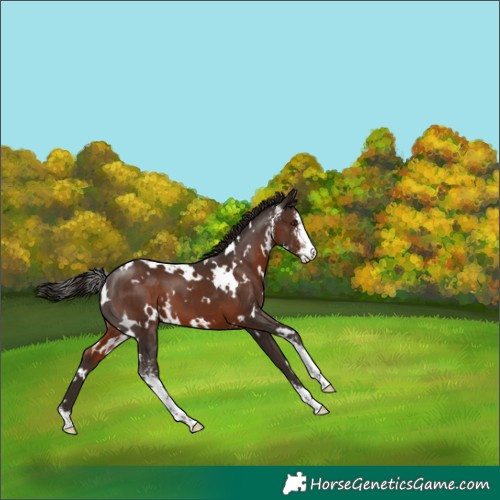 Horse Color:White Spotted Liver Chestnut Sabino 