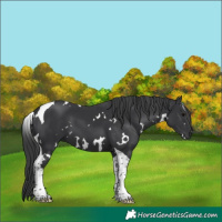 Horse Color:White Spotted Black Tobiano