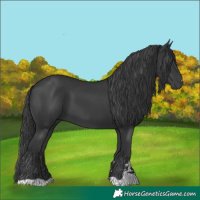 Horse Color:Black 