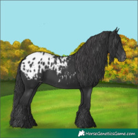 Horse Color:Black Appaloosa 