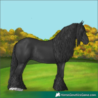 Horse Color:Black Rabicano 