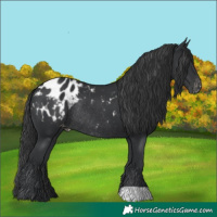 Horse Color:Black Appaloosa Rabicano 