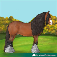Horse Color:Bay Appaloosa 