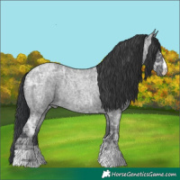 Horse Color:Blue Ice Roan Rabicano 