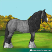 Horse Color:Blue Roan Rabicano 