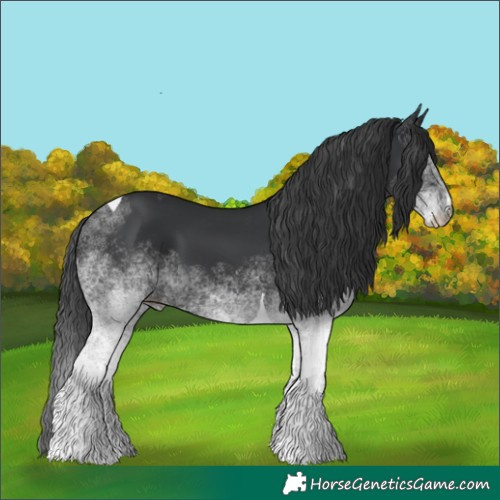 Horse Color:White Spotted Black Tobiano