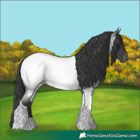 Horse Color:Blue Roan Tobiano Appaloosa 