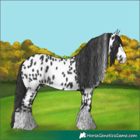 Horse Color:Black Appaloosa Rabicano 