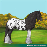 Horse Color:Smoky Black Tobiano Appaloosa 
