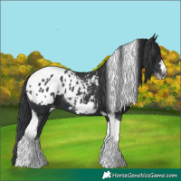 Horse Color:Black Tobiano Frame Appaloosa 