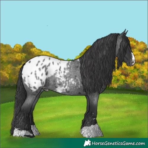 Horse Color:Blue Roan Blanket Rabicano 