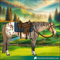 Horse Color:Buckskin Appaloosa 
