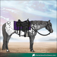 Horse Color:Black Near Leopard 