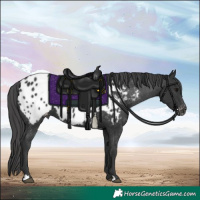 Horse Color:Black Appaloosa 