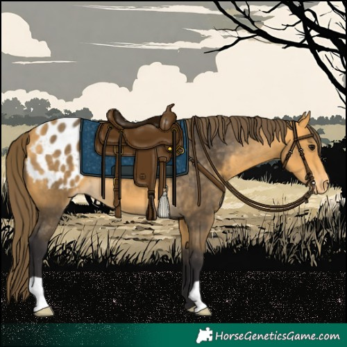 Horse Color:Buckskin Blanket 