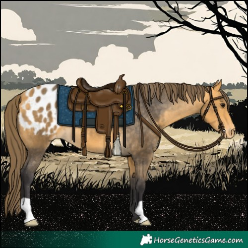 Horse Color:Buckskin Appaloosa 