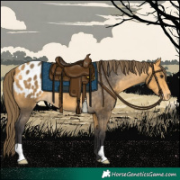 Horse Color:Buckskin Appaloosa