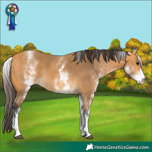 Horse Color:White Spotted Buckskin Rabicano 