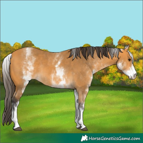 Horse Color:White Spotted Buckskin Rabicano 