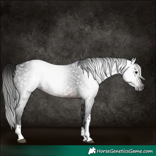 Horse Color:Gray White Spotted Brown