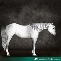 Horse Color:Gray White Spotted Brown 