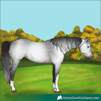 Horse Color:Gray White Spotted Brown 