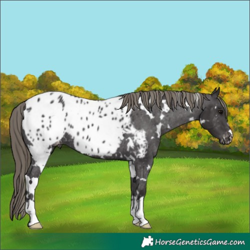 Horse Color:White Spotted Smoky Black Appaloosa 
