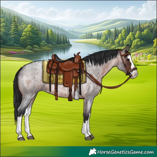 Horse Color:Brown Roan Splash