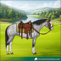 Horse Color:Brown Roan Splash