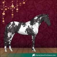 Horse Color:White Spotted Smoky Black 