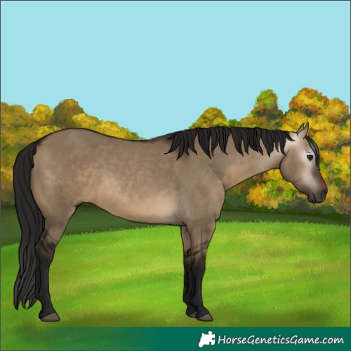 Horse Color:Gray White Spotted Bay Dun