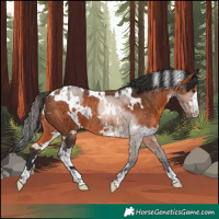 Horse Color:White Spotted Brown Rabicano