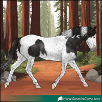 Horse Color:Gray Brown Splash Tobiano Rabicano