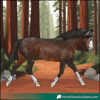 Horse Color:Gray Liver Chestnut Rabicano